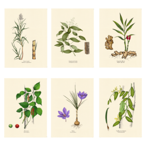 Lot de 6 cartes postales botaniques