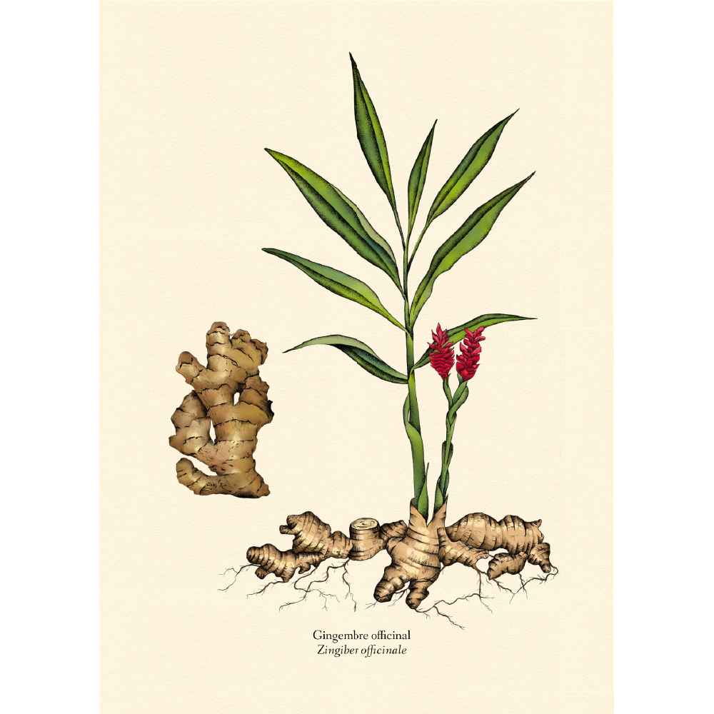 Lot de 6 cartes postales botaniques – Image 6